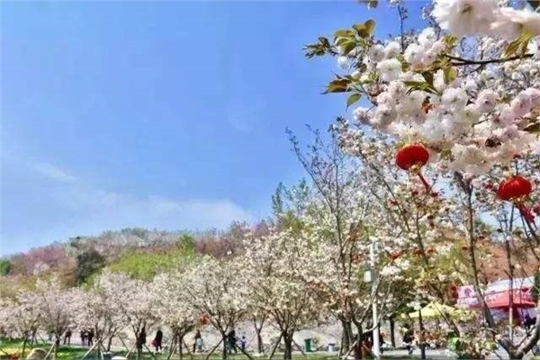 長沙潯龍河櫻花谷、田漢文化園一日游